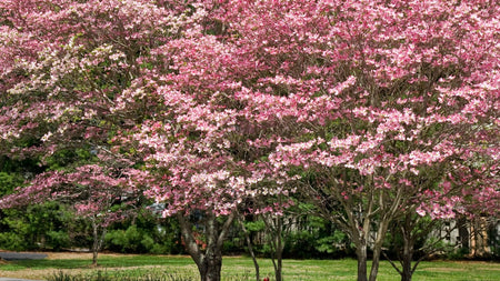 Planting Dogwood Trees in the Garden