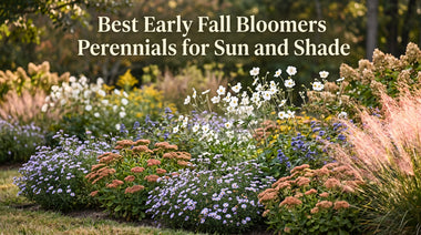 Best Early Fall Bloomers Perennials for Sun and Shade