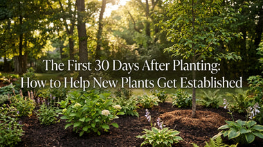 First 30 Days After Planting: Help New Plants Establish