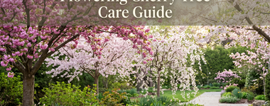 Flowering Cherry Tree Care Guide