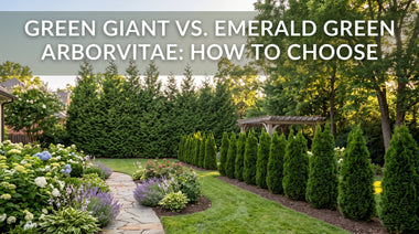 Green Giant vs. Emerald Green Arborvitae: How to Choose