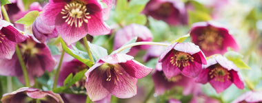 How to Plant and Grow Hellebores