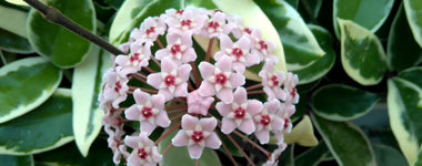 How to Grow Hoya Plants
