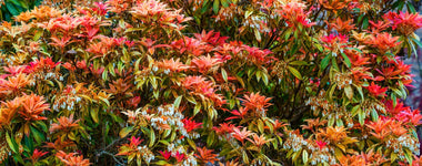 How To Grow Pieris