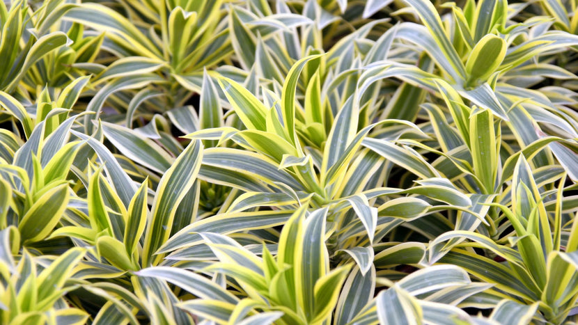 How to Grow Dracaena as a House Plant