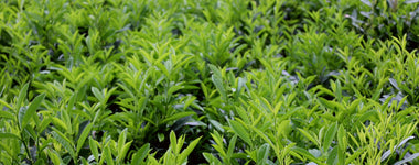 How To Grow Cherry Laurel Shrubs