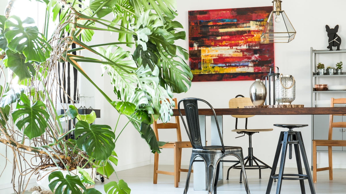 How to Grow Monstera as House Plants | Garden Goods Direct