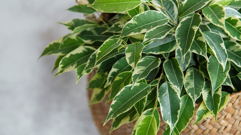 How to Care for Ficus Plants
