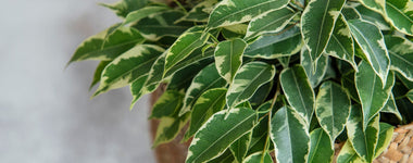How to Care for Ficus Plants