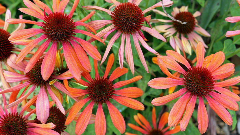 How to Care for Coneflower Plants
