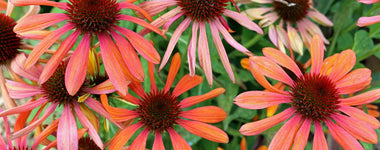 How to Care for Coneflower Plants