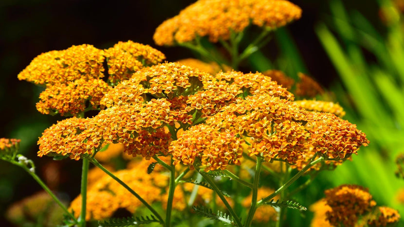 How To Grow Achillea