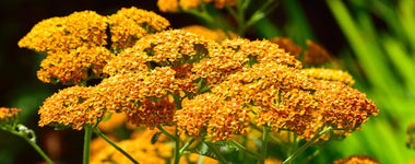 How To Grow Achillea