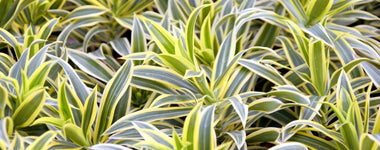 How to Grow Dracaena as a House Plant