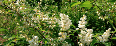 How To Grow Deutzia
