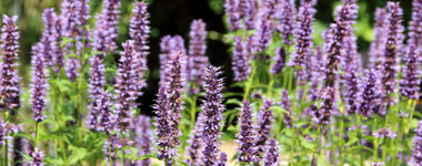 How to Care for Agastache