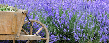 How to Plant and Care for Lavender