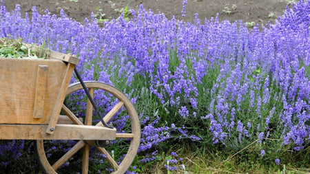 How to Plant and Care for Lavender