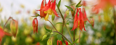 How To Grow Aquilegia