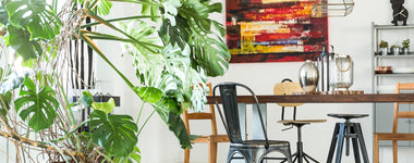 How to Grow Monstera Plants as House Plants