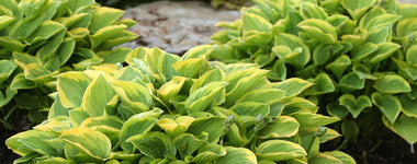 How to Plant Hostas