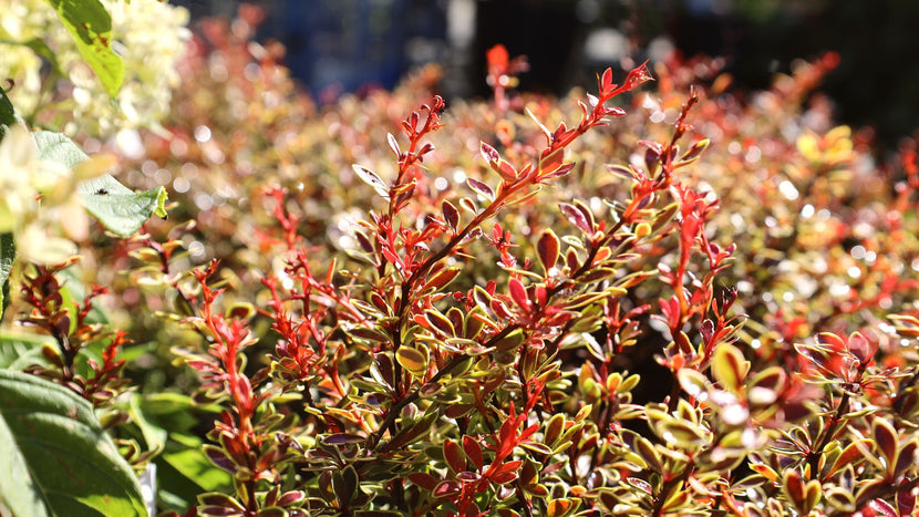 How To Plant Barberry Shrubs