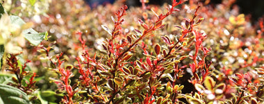 How To Plant Barberry Shrubs