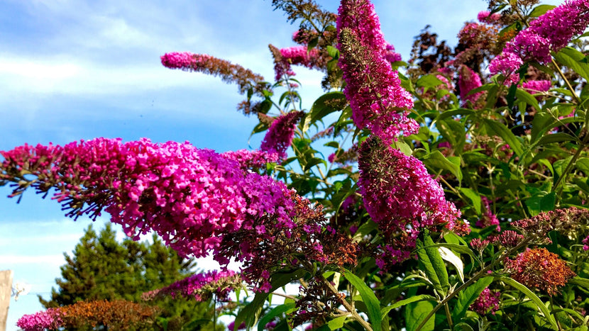 violet buddleia butterfly bush shrub