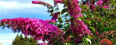How To Care For a Butterfly Bush