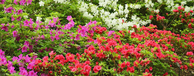 How to Plant Azalea Bushes