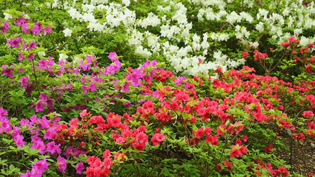 How to Plant Azalea Bushes