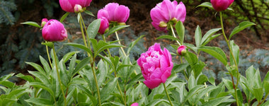 How to Grow Peonies