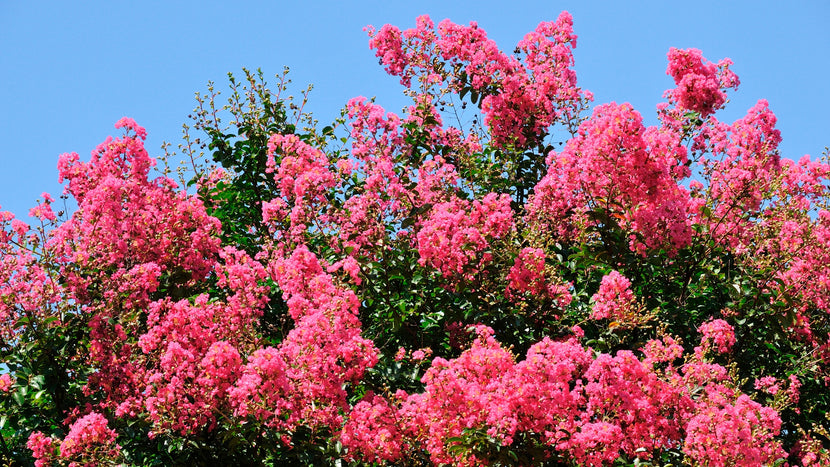 vibrant pink summer blooms on crape myrtle shrubs
