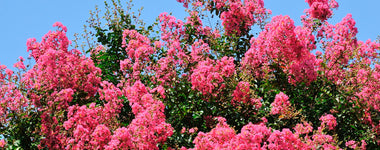 How To Grow Crape Myrtles