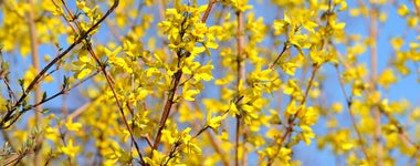 How To Grow Forsythia