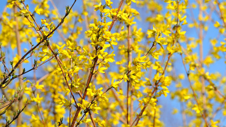 How To Grow Forsythia