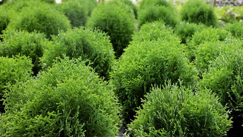 spherical arborvitae shrubs for landscape