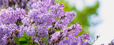 How To Plant a Lilac Shrub