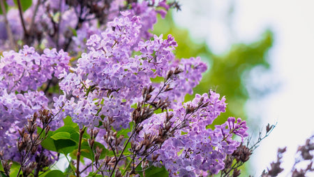 How To Plant a Lilac Shrub