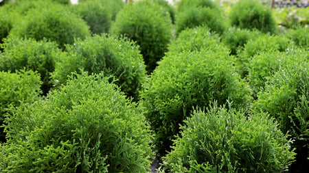 How To Plant Arborvitae Shrubs