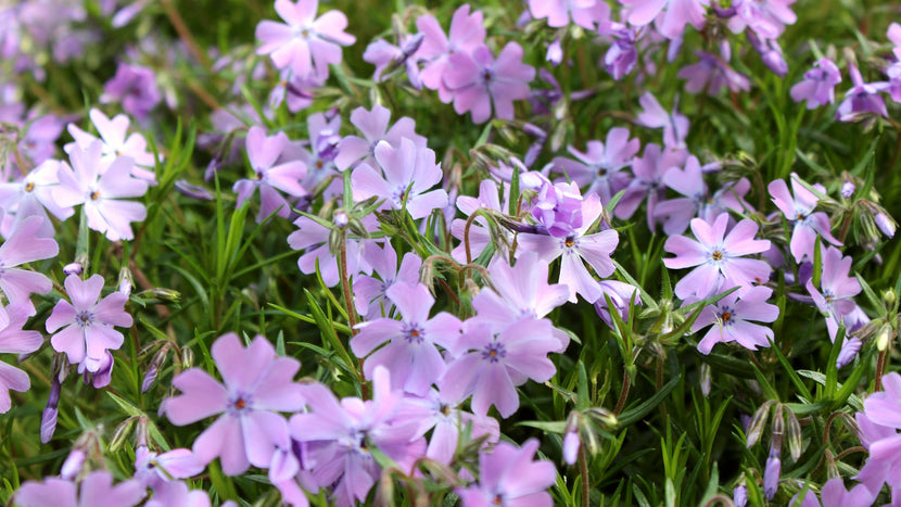 creeping phlox garden groundcover