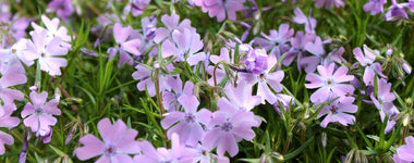 How To Grow Creeping Phlox