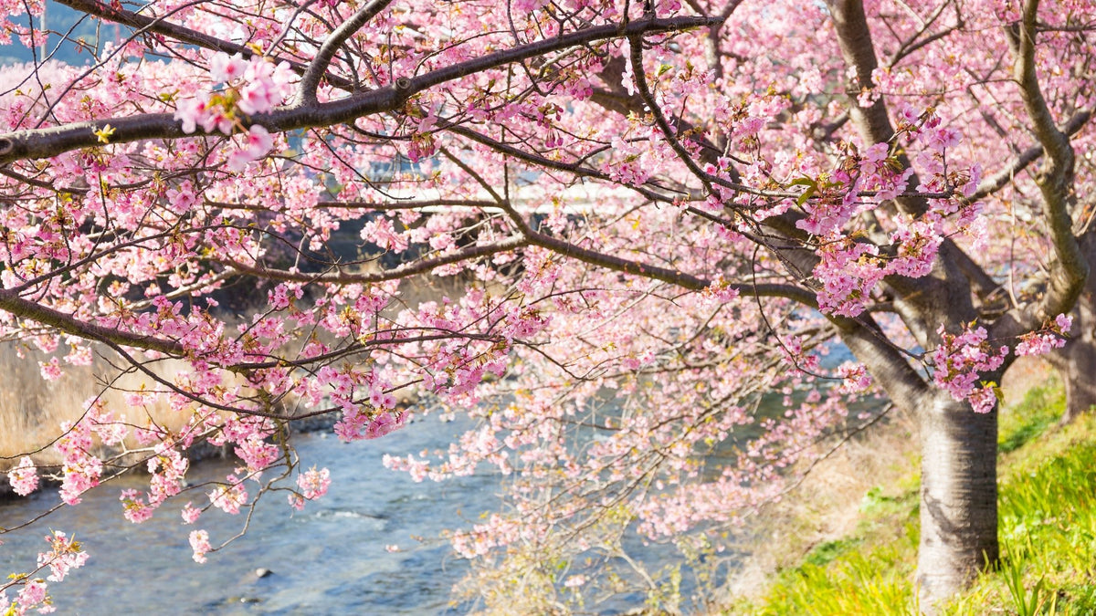 japanese cherry blossom leaves