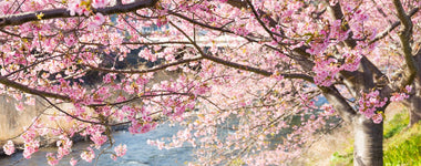How to Care for a Cherry Blossom Tree