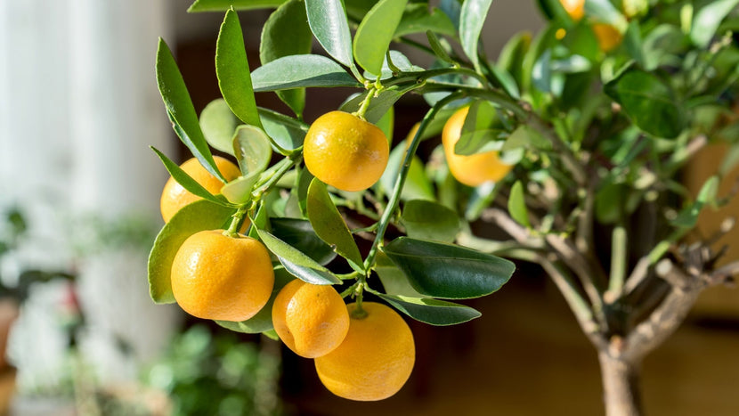 How To Care For Citrus Trees