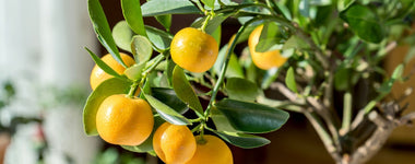 How To Care For Citrus Trees
