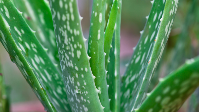 How to Care For Aloe Vera Plants