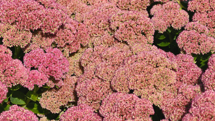How to Plant Sedums in the Garden