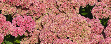How to Plant Sedums in the Garden