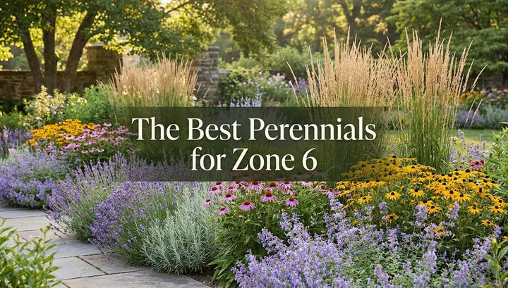 The Best Perennials for Zone 6